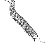 centipede Margotzeko Orri Inprimagarriak